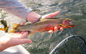13 August 2026 - St. Joe River Fishing Report