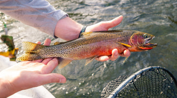 13 August 2026 - St. Joe River Fishing Report