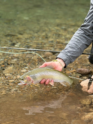27 August 2026 - St. Joe River Fishing Report