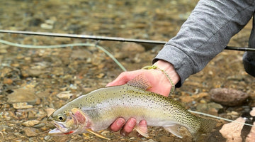 27 August 2026 - St. Joe River Fishing Report