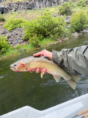 19 June 2026 - St Joe River Fishing Report