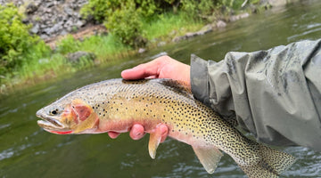 19 June 2026 - St Joe River Fishing Report