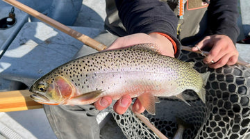 29 May 2025 - St Joe River Fly Fishing Report