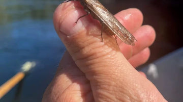 15 May 2025 - St Joe River Fly Fishing Report