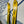 Load image into Gallery viewer, Voile MTN Surf Telemark Skis - Yellow, 175 cm
