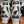 Load image into Gallery viewer, Scarpa Diva Alpine Touring Ski Boots - White/Blue, MP 25.5
