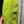 Load image into Gallery viewer, Patagonia Belted Recon Recco Ski Snow Pants - Green, Mens Large
