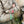 Load image into Gallery viewer, Mushroom
