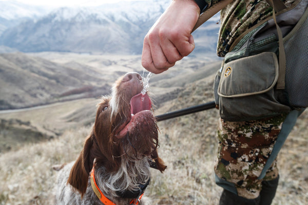 4-Day Upland Game Bird Hunting Trip in Hells Canyon and the Salmon River Breaks (Group)
