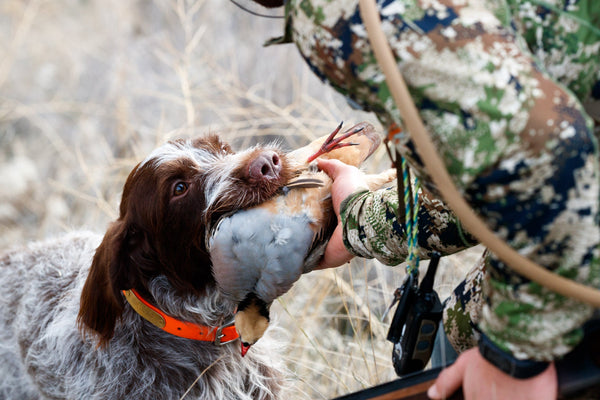 2-Day Upland Game Bird Hunting Trip in Hells Canyon and the Salmon River Breaks